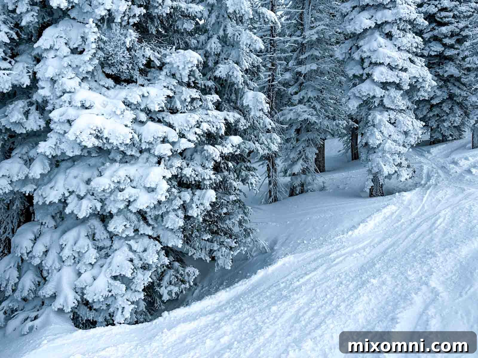 A skier navigates through a beautiful tree run on Steamboat Mountain, demonstrating its famous glades and pristine powder conditions.