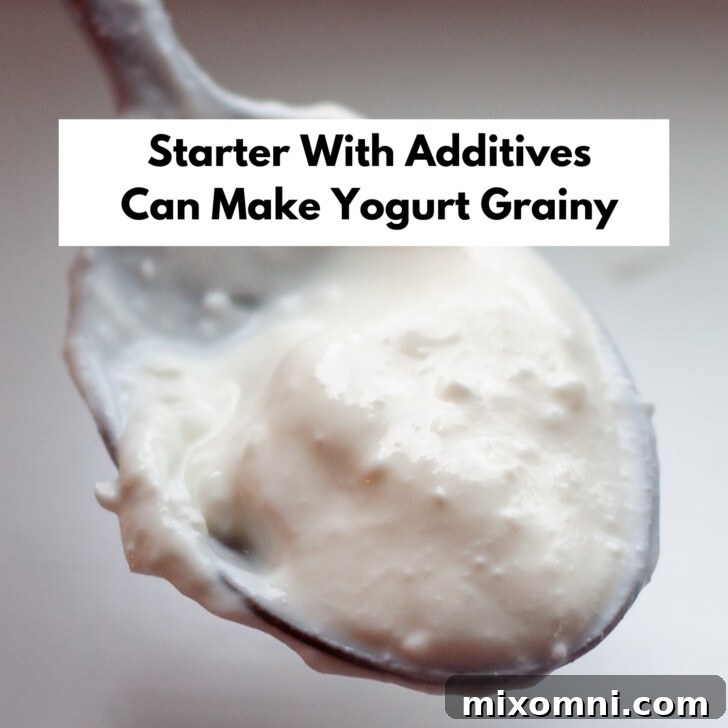 A spoon showcasing yogurt with a visibly grainy texture, illustrating a common issue with improper starter.